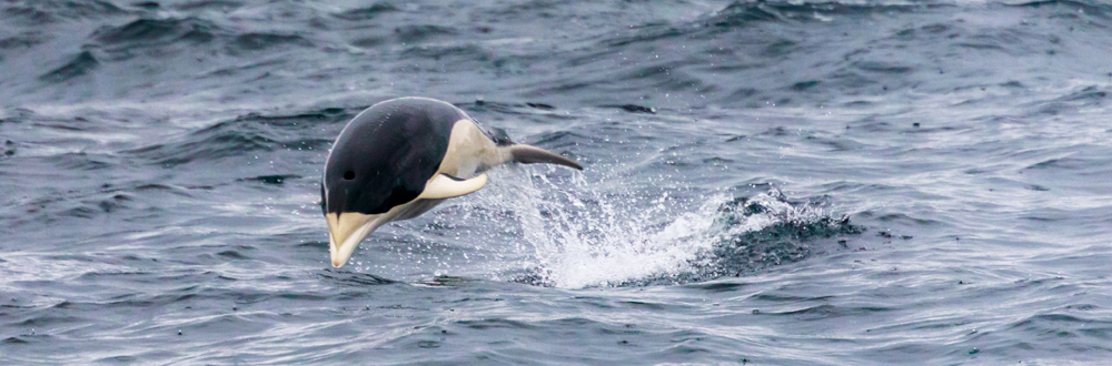 SOUTHERN RIGHT WHALE DOLPHIN Lissodelphis peronii